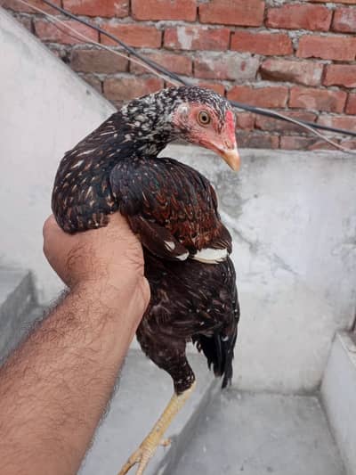 Aseel breeder madi egg laying madi unique color eagle shape