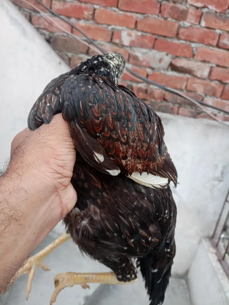 Aseel breeder madi egg laying madi unique color eagle shape — photo 4