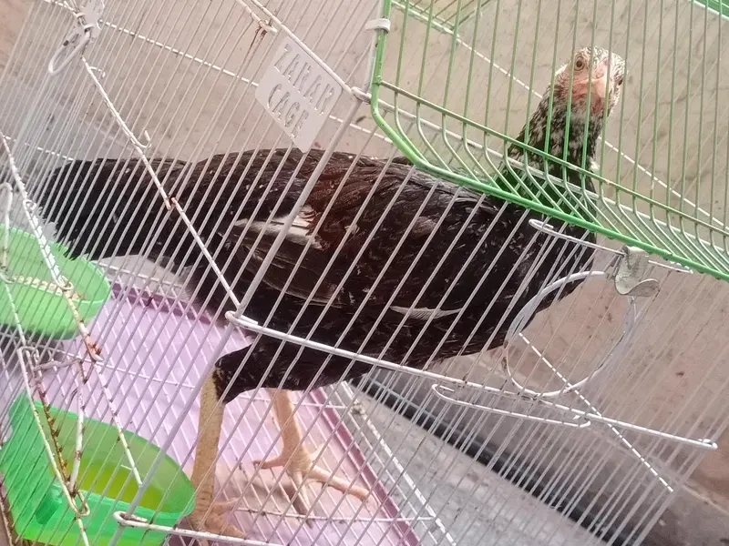 Aseel breeder madi egg laying madi unique color eagle shape — photo 5