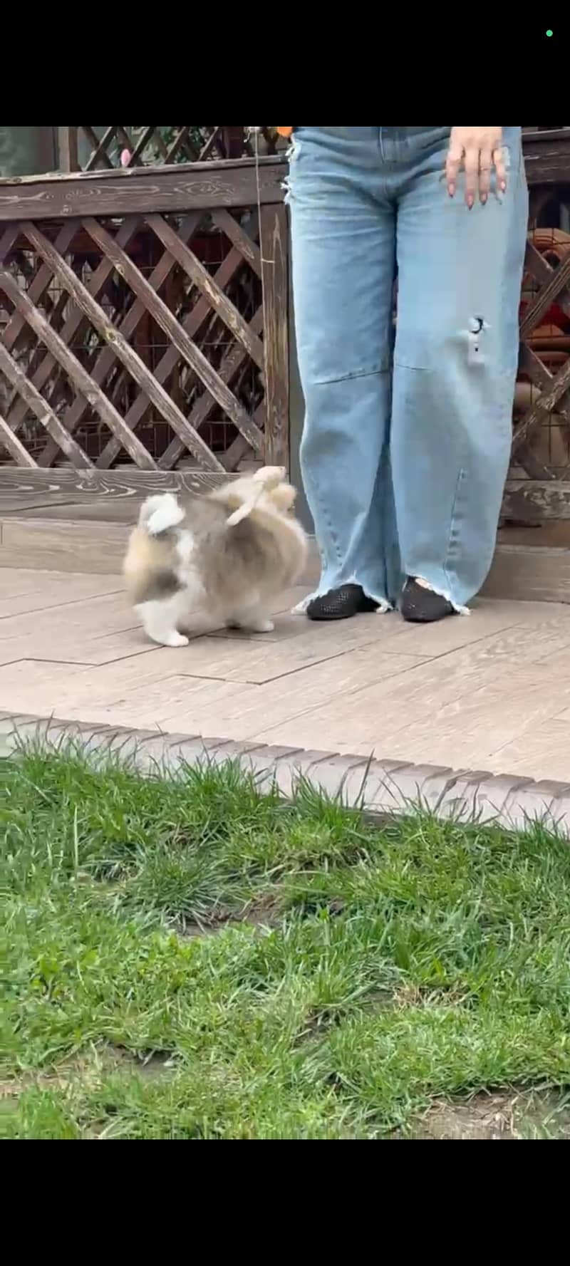 Pomeranian 0