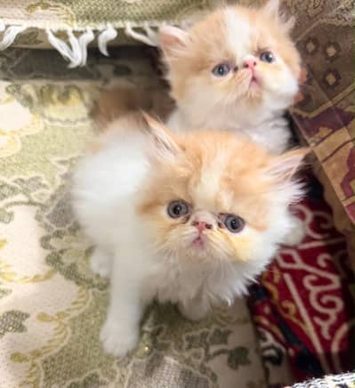 Persian kittens| Triple Coated |Punch Face _whatsap 03023336605