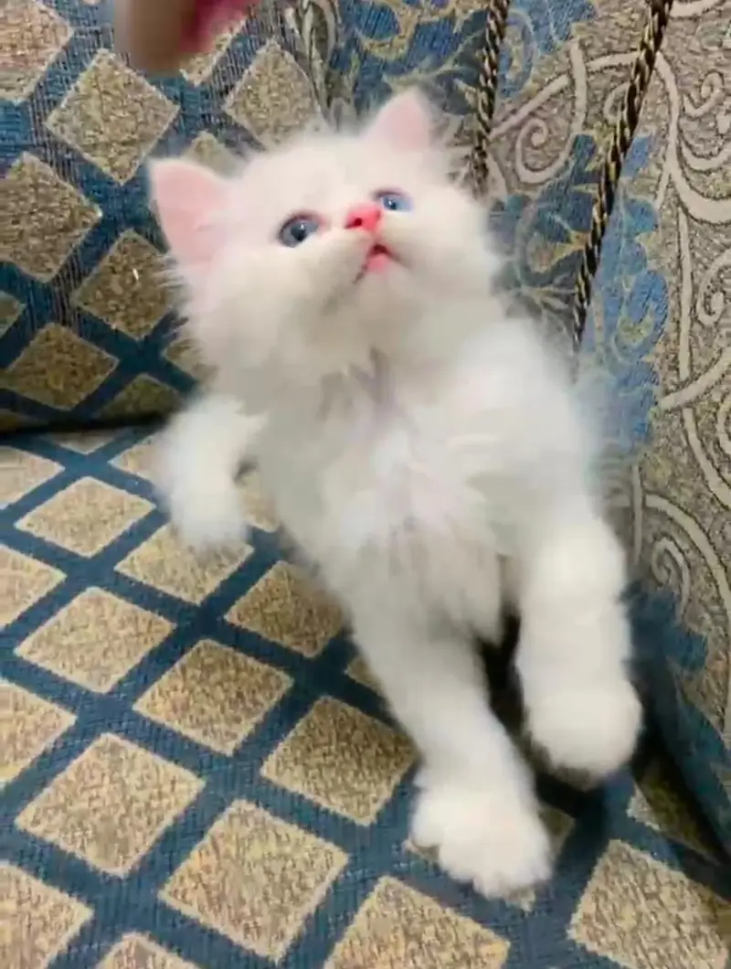 Persian kittens| Triple Coated |Punch Face _whatsap 03023336605 — photo 2