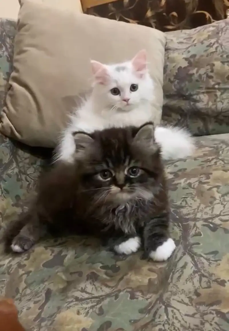 Persian kittens| Triple Coated |Punch Face _whatsap 03023336605 — photo 3