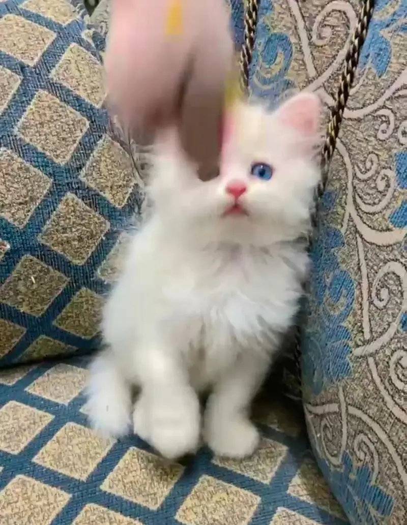Persian kittens| Triple Coated |Punch Face _whatsap 03023336605 — photo 4