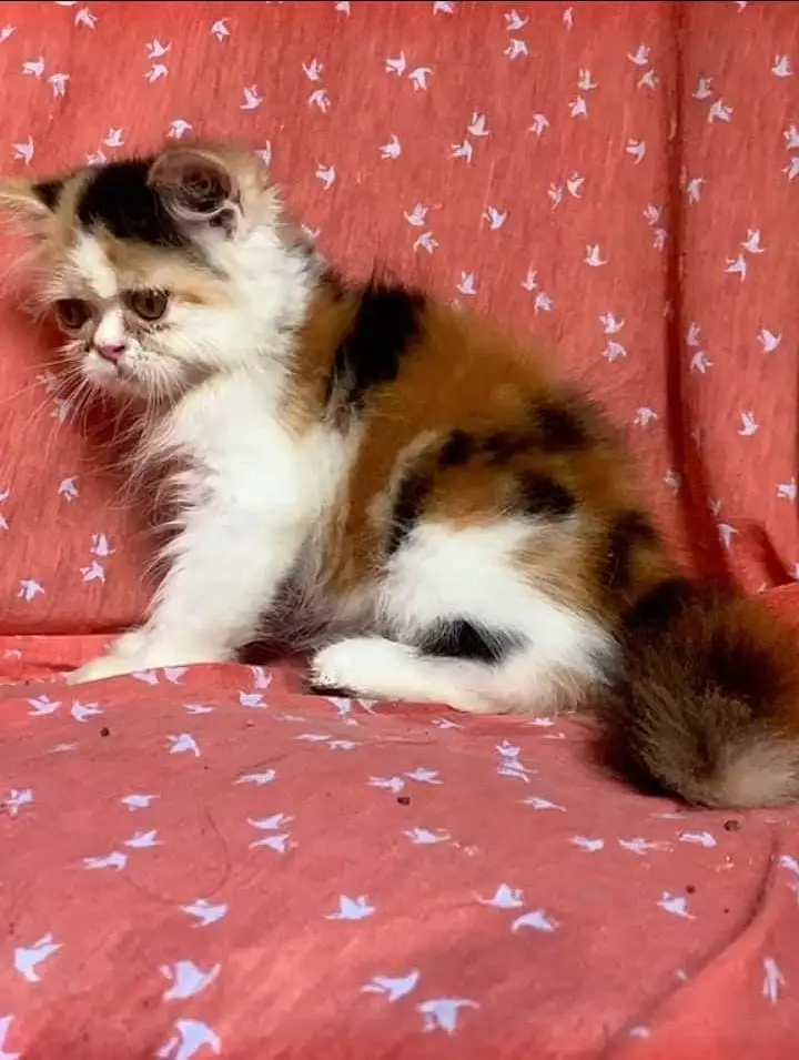 Persian kittens| Triple Coated |Punch Face _whatsap 03023336605 — photo 5
