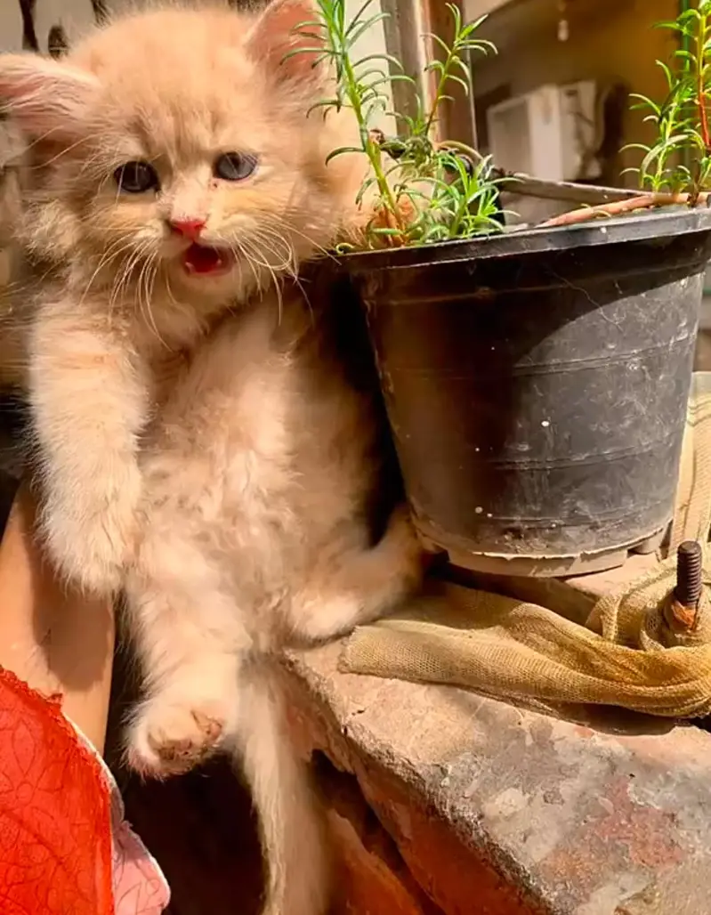 Persian kittens| Triple Coated |Punch Face _whatsap 03023336605 — photo 6