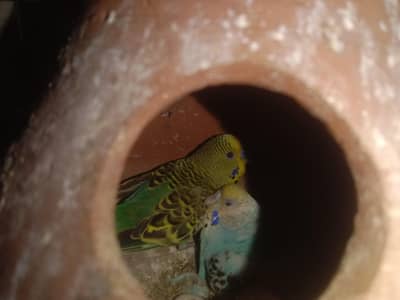 1 budgie payr