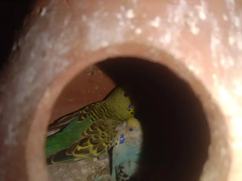 1 budgie payr — photo 2