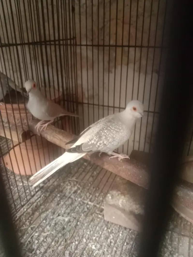 1 budgie payr — photo 3