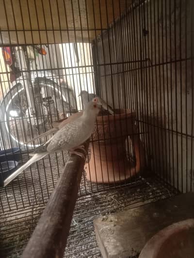 1 budgie payr