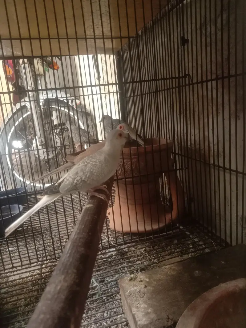 1 budgie payr — photo 4