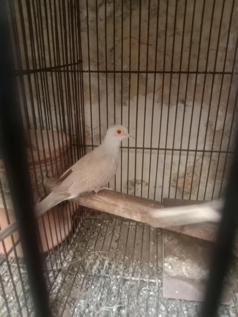 1 budgie payr — photo 5