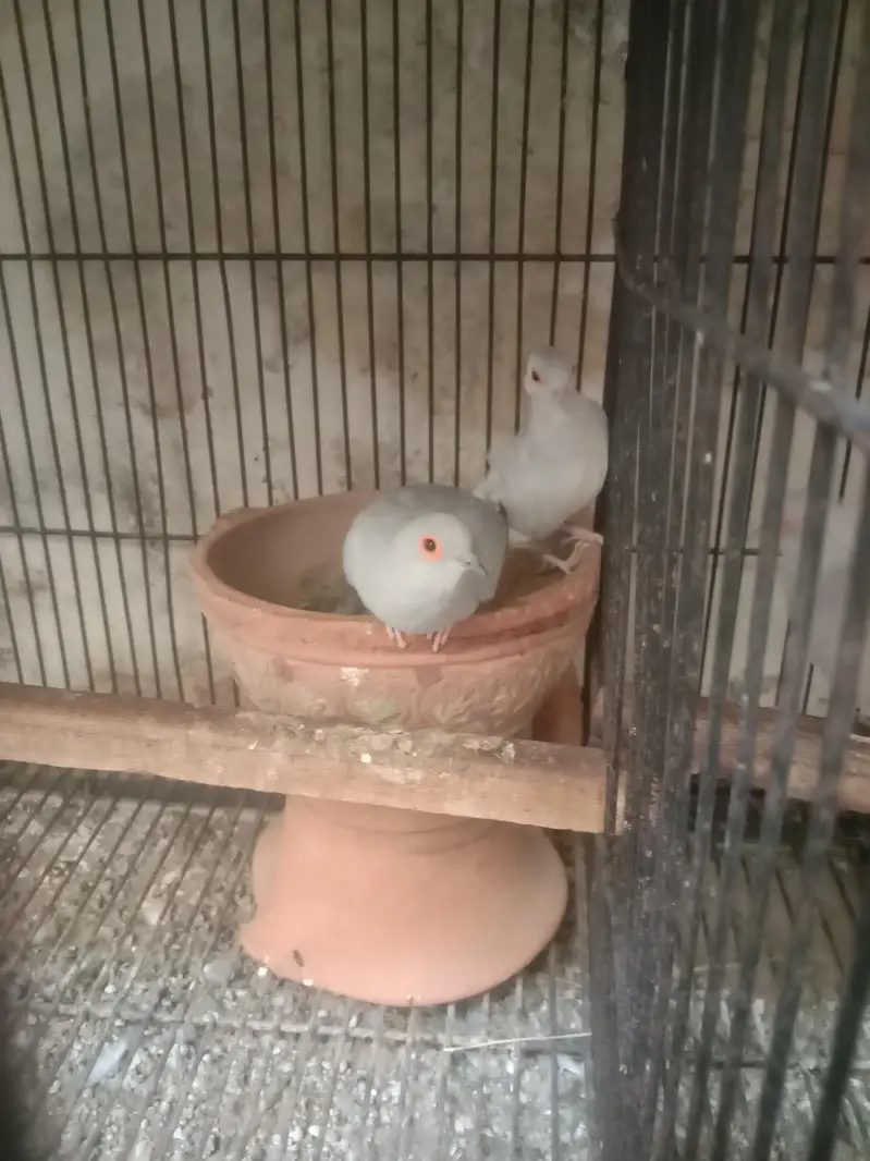 1 budgie payr — photo 6