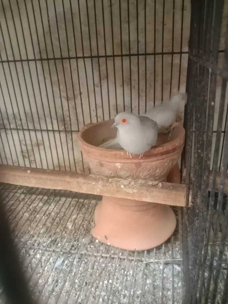 1 budgie payr — photo 7
