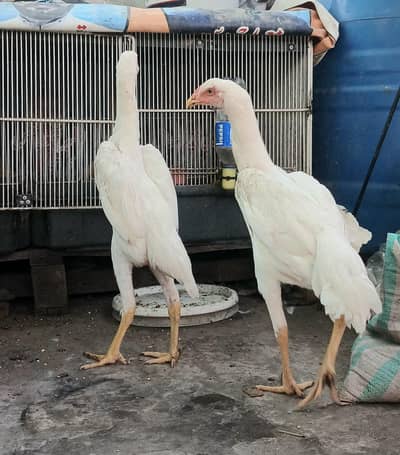 Pure Shamo | White Oh Shamo | Aseel Shamo | Pair