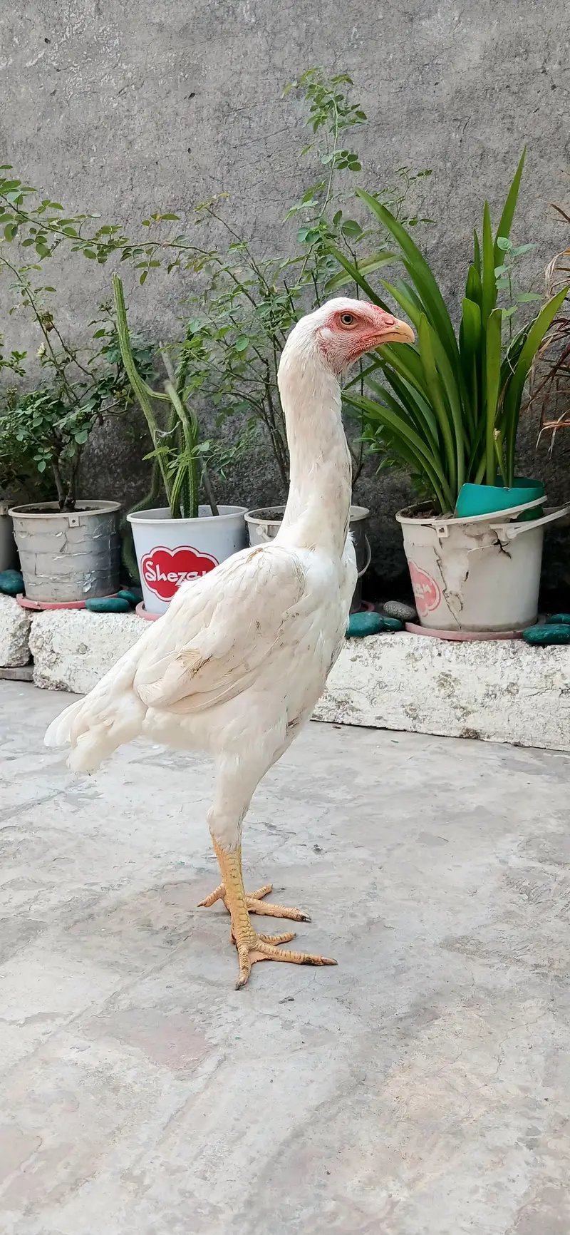 Pure Shamo | White Oh Shamo | Aseel Shamo | Pair — photo 3