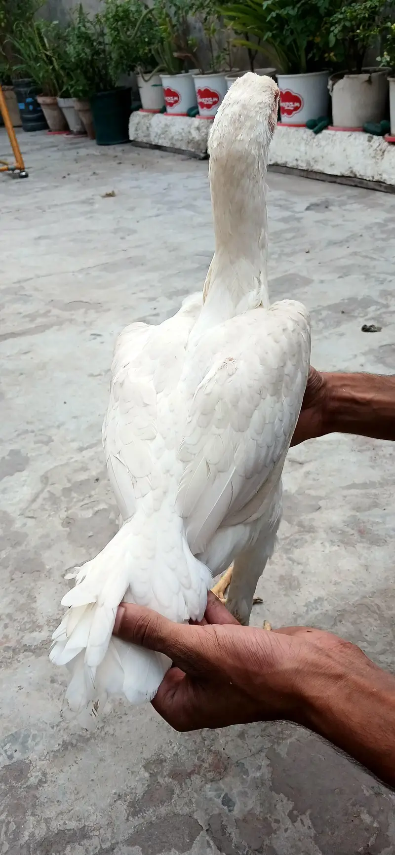 Pure Shamo | White Oh Shamo | Aseel Shamo | Pair — photo 8
