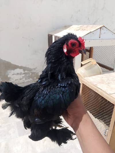 Bantum pair available for sale