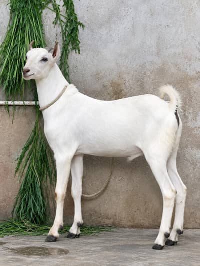 munda pur barbar male