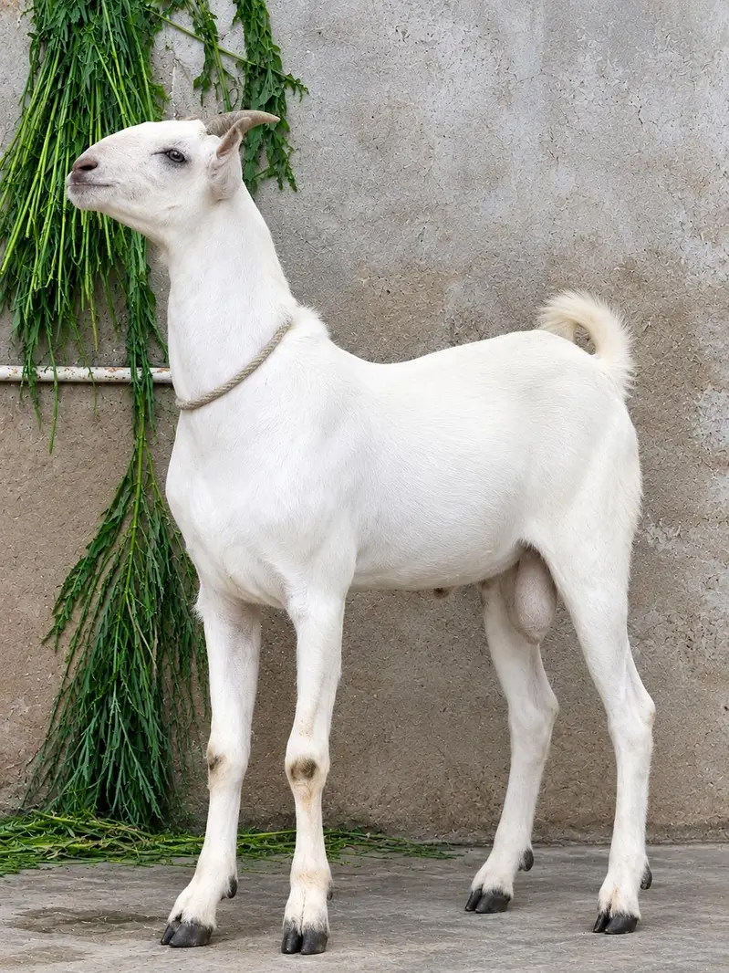 munda pur barbar male — photo 2