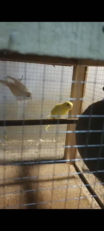 Red eyes Budgies pair