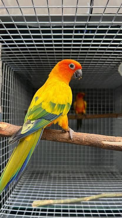 sun conure 3