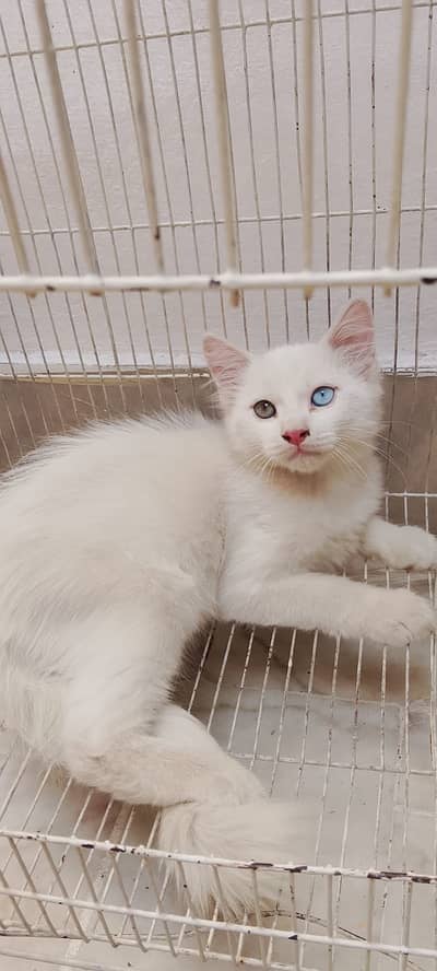 Persian kittens| double Coated |Doll Face kittens fluffy|White Cat