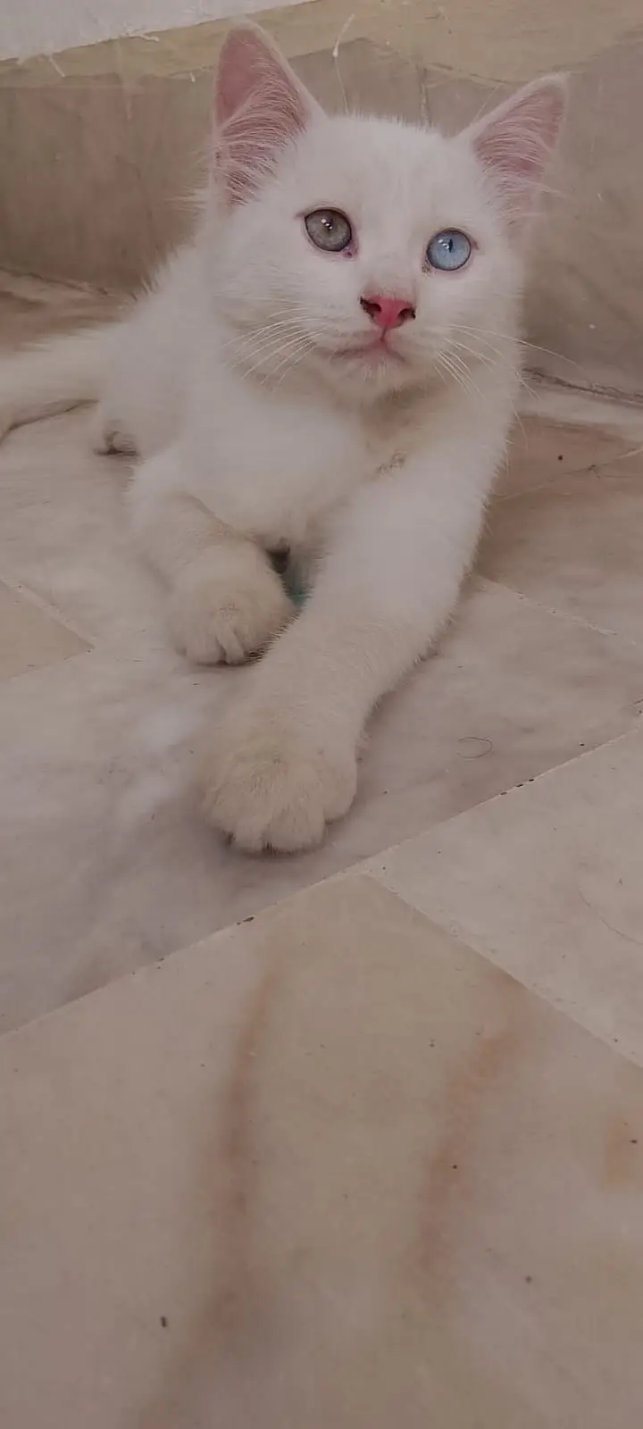 Persian kittens| double Coated |Doll Face kittens fluffy|White Cat — photo 2