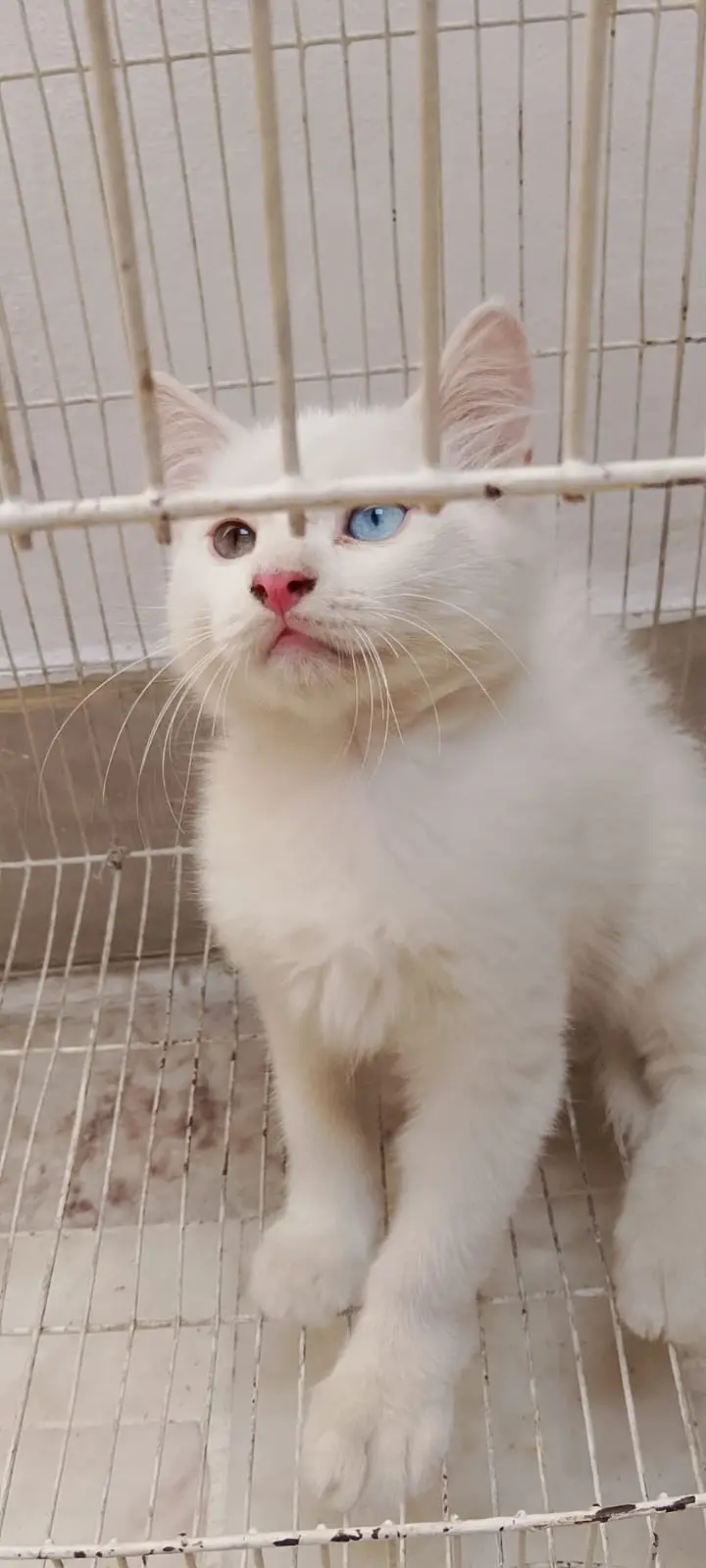 Persian kittens| double Coated |Doll Face kittens fluffy|White Cat — photo 3