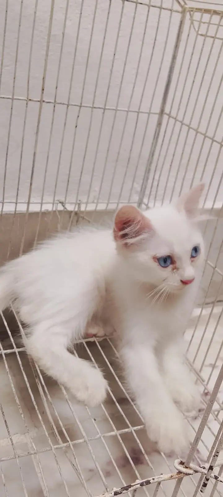 Persian kittens| double Coated |Doll Face kittens fluffy|White Cat — photo 4
