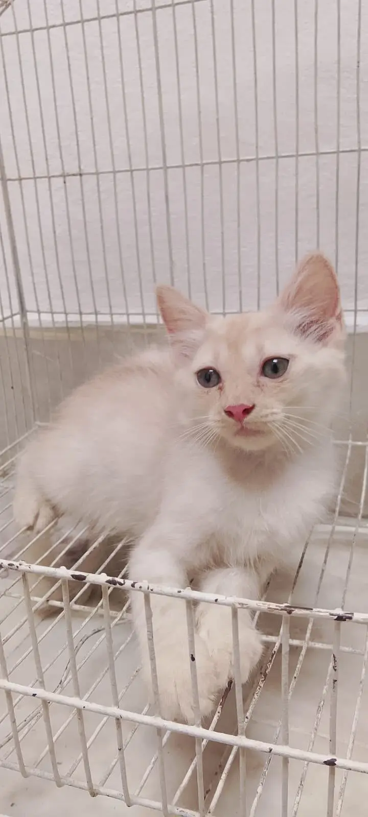 Persian kittens| double Coated |Doll Face kittens fluffy|White Cat — photo 8