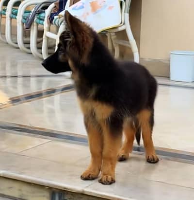 German shepherd puppies for sale healthy