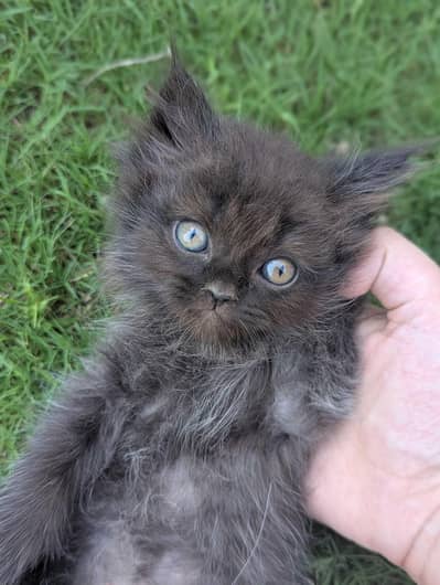 Persian kittens