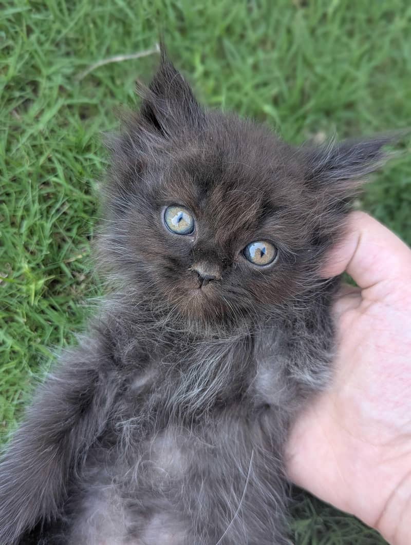 Persian kittens 0