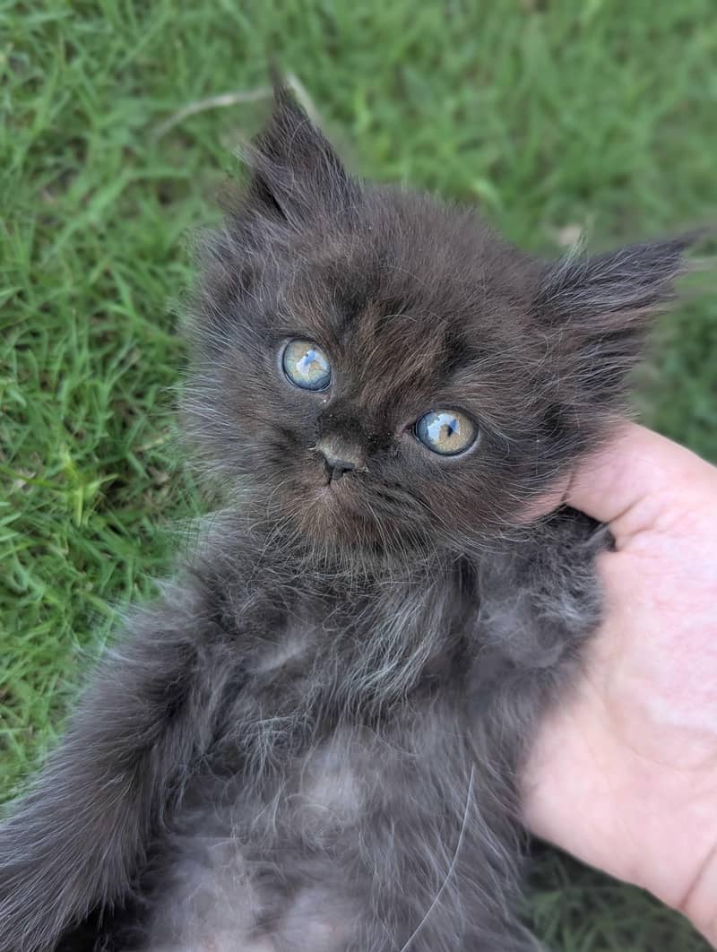 Persian kittens 1