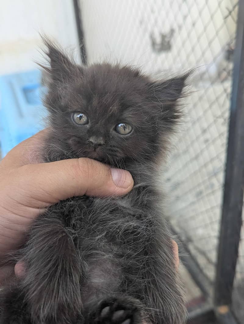 Persian kittens 2