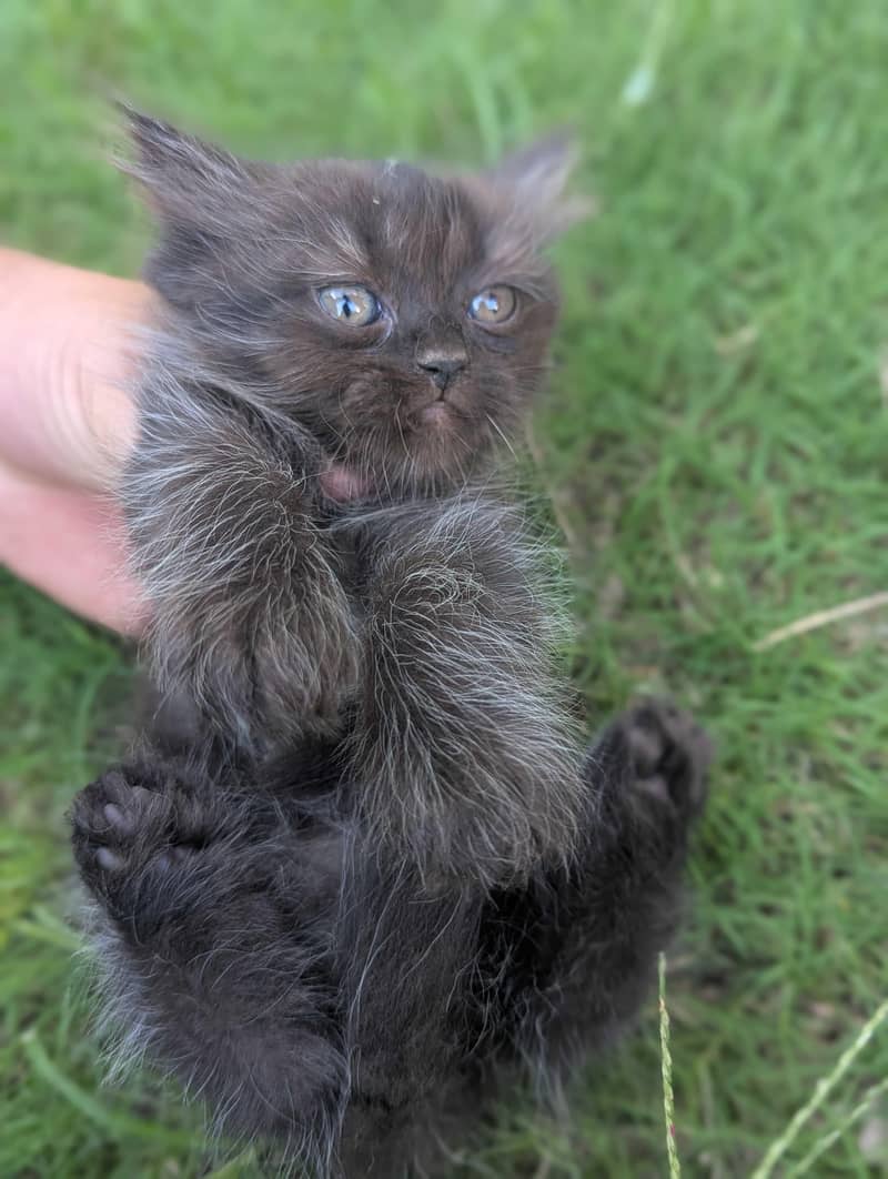 Persian kittens 3