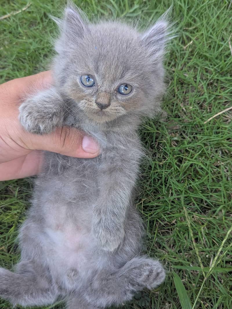 Persian kittens 4