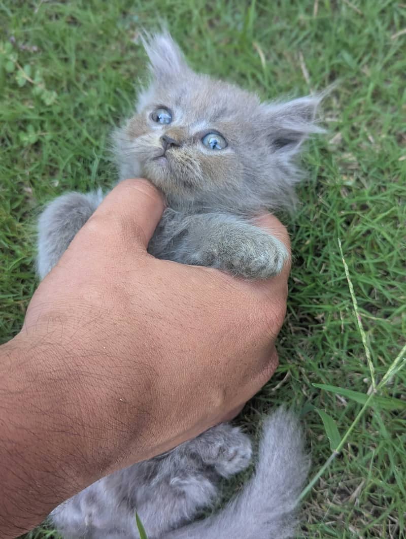 Persian kittens 5