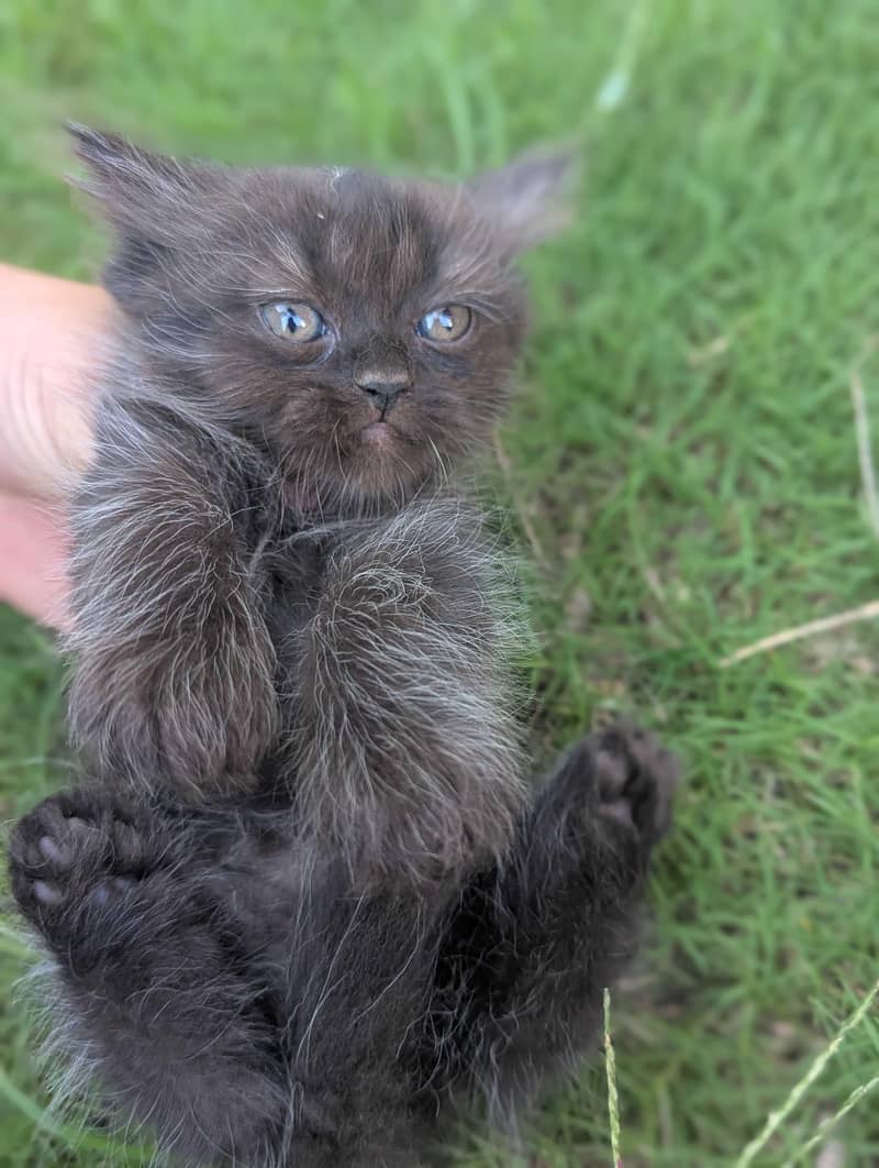 Persian kittens 6