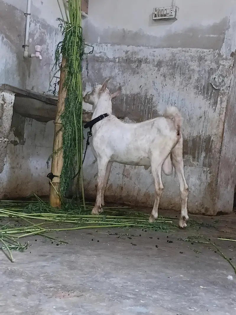 munda pur barbar male — photo 4