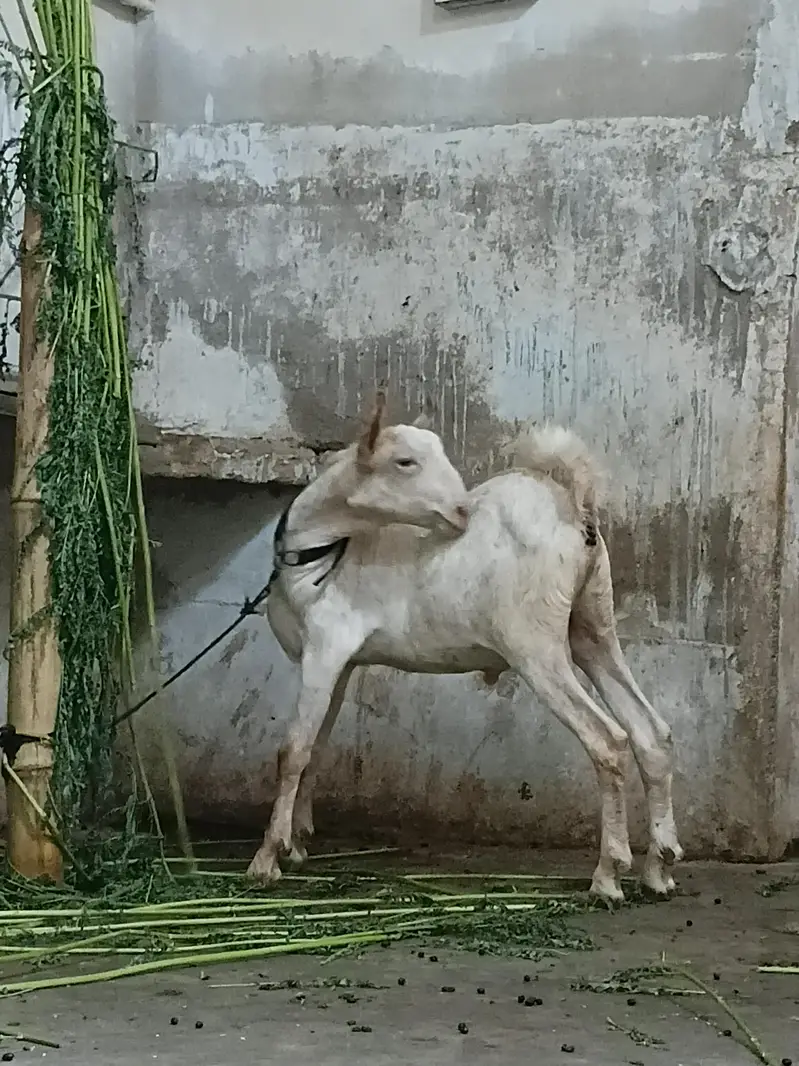 munda pur barbar male — photo 5