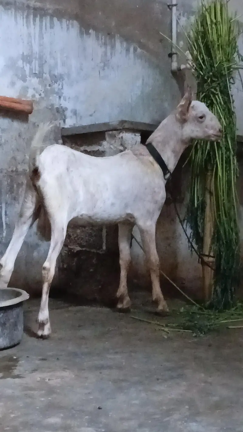 munda pur barbar male — photo 7