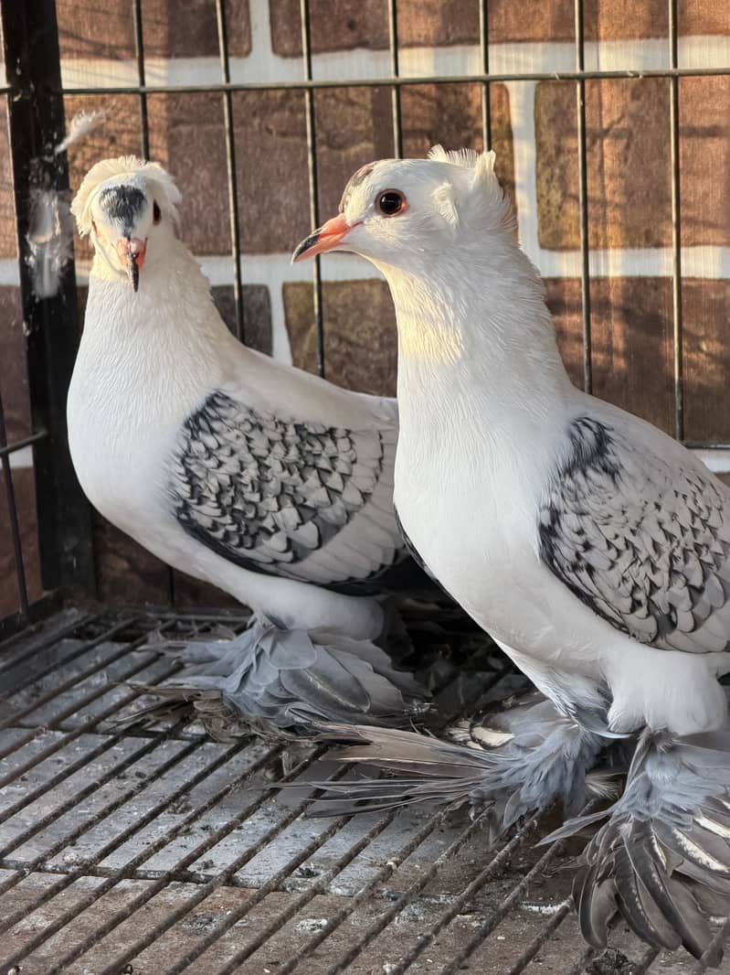 Cherry Swallow Pair 0
