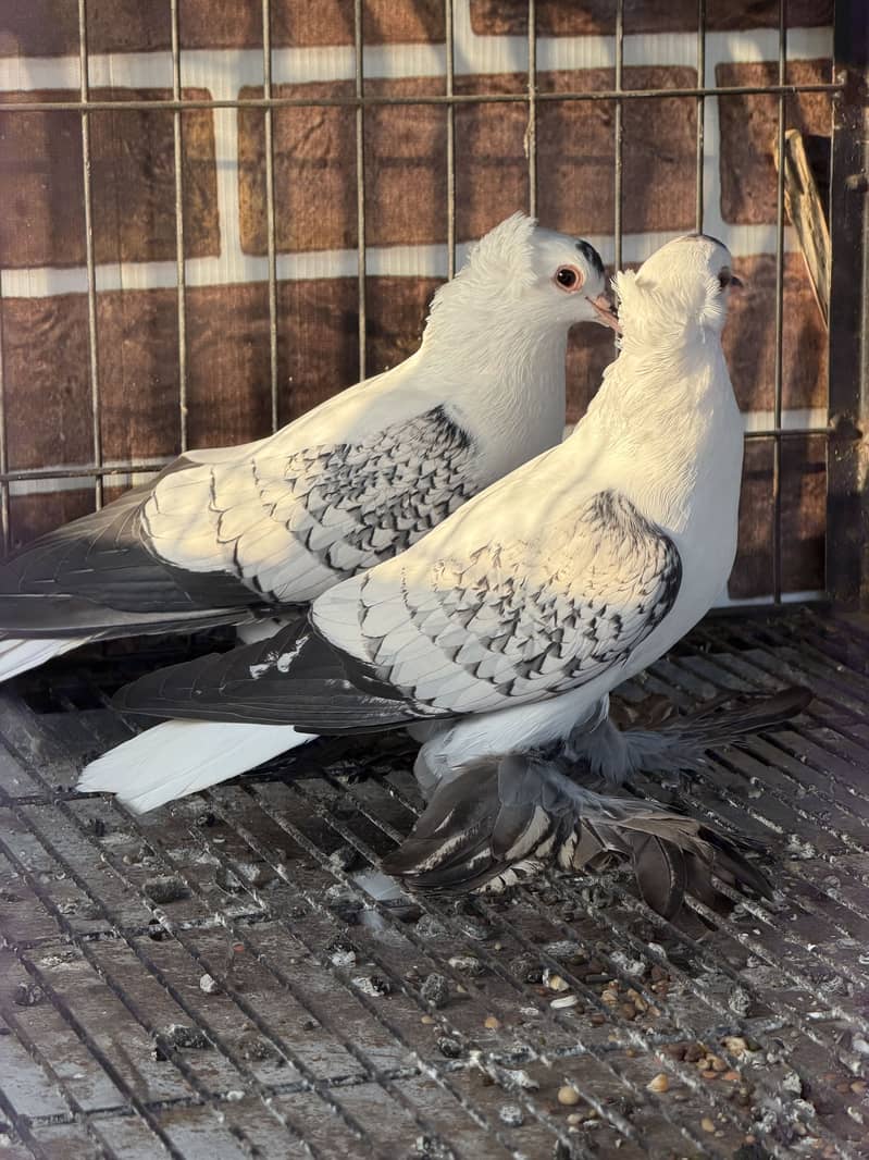 Cherry Swallow Pair 1