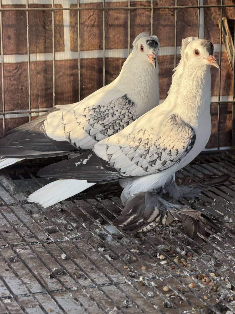 Cherry Swallow Pair 3