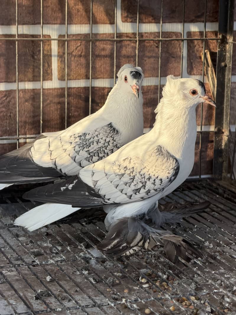 Cherry Swallow Pair 4