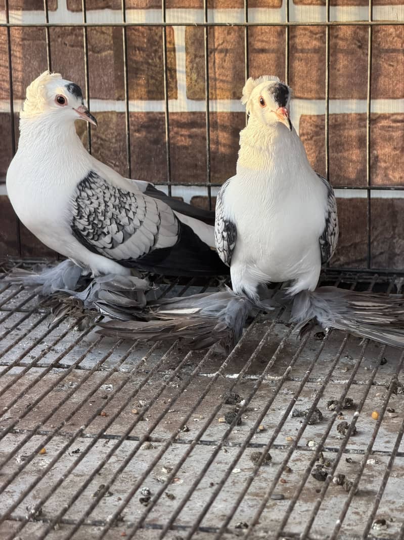 Cherry Swallow Pair 5