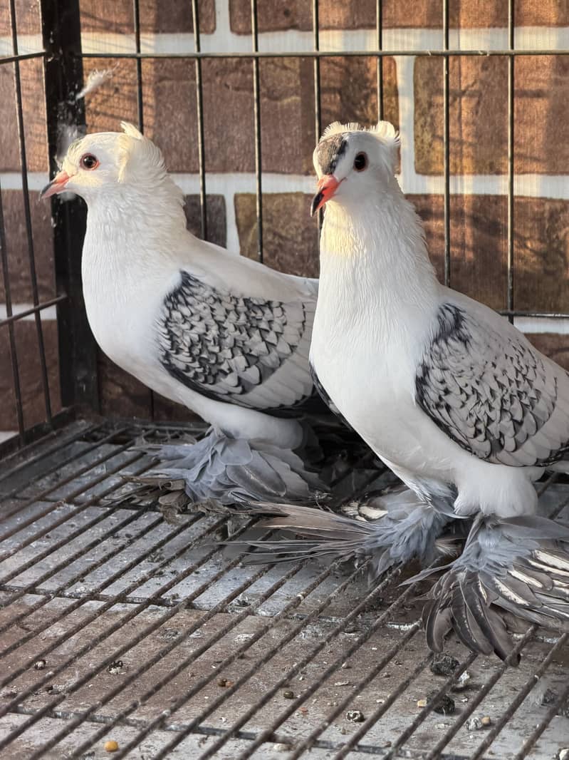 Cherry Swallow Pair 6