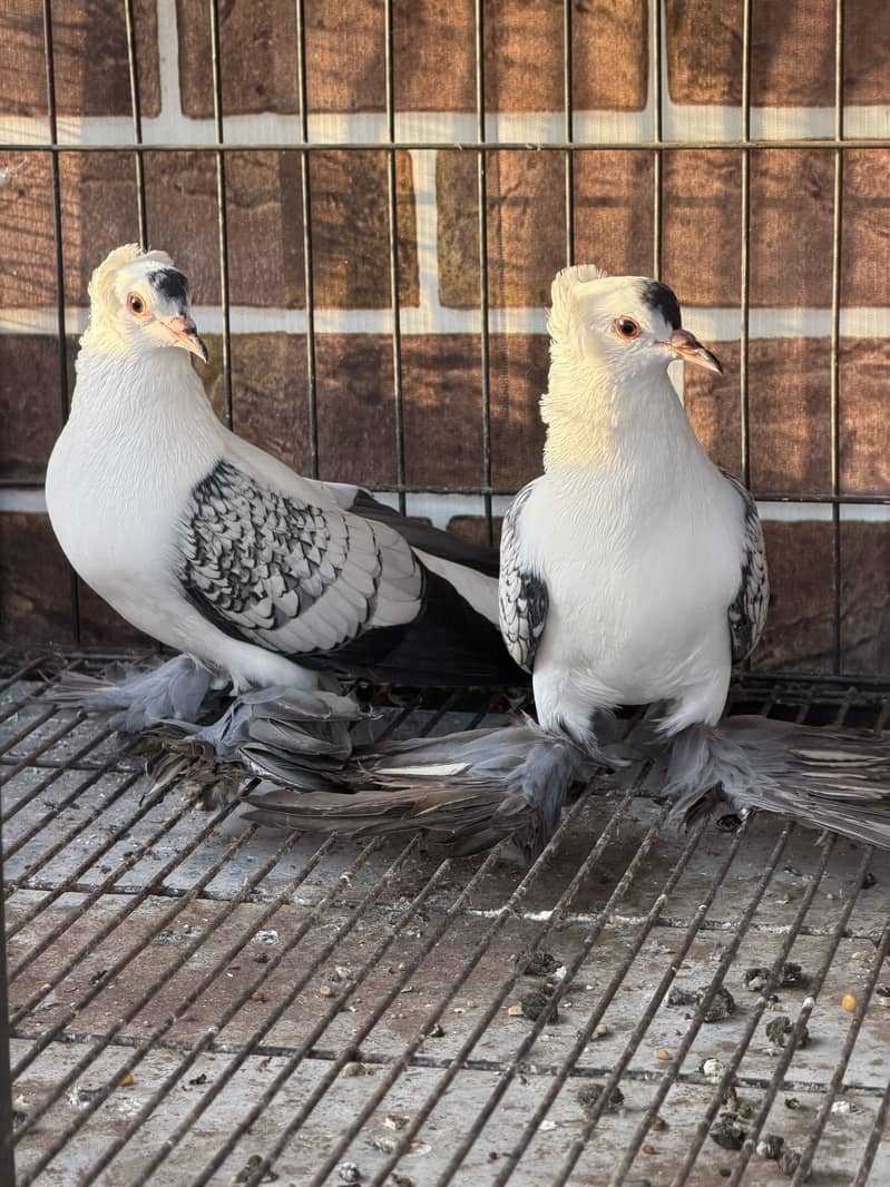 Cherry Swallow Pair 7